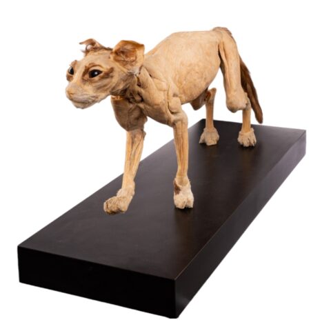 Real Plastinated Veterinary Domestic Cat Model on Stand