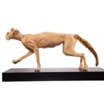 Real Plastinated Veterinary Domestic Cat Model on Stand