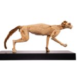Real Plastinated Veterinary Domestic Cat Model on Stand