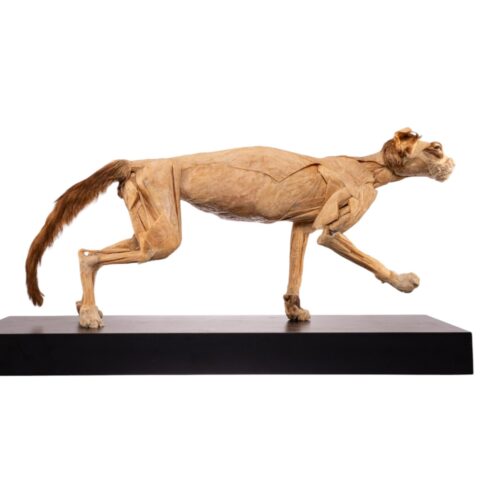 Real Plastinated Veterinary Domestic Cat Model on Stand