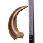 Real Kodiak Grizzly Bear Claw – Single