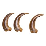 Real Kodiak Grizzly Bear Claw – Single