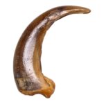 Real Kodiak Grizzly Bear Claw – Single
