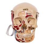 Real Human Dissected Skull in Carrying Case