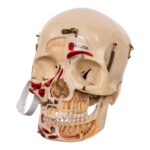 Real Human Dissected Skull in Carrying Case