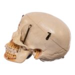 Real Human Dissected Skull in Carrying Case