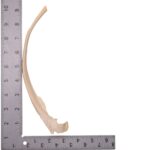 Real Human Rib – Pathology
