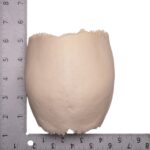 Real Human Partial Cranial Vault – 150 g