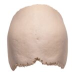 Real Human Partial Cranial Vault – 150 g