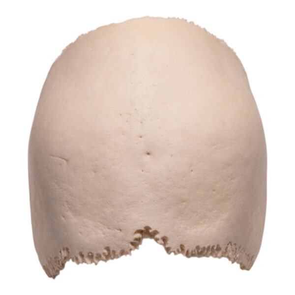 Real Human Partial Cranial Vault – 150 g