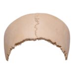 Real Human Partial Cranial Vault – 120 g