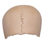 Real Human Partial Cranial Vault – 120 g