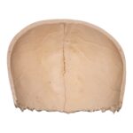 Real Human Partial Cranial Vault – 120 g
