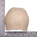 Real Human Partial Cranial Vault – 104 g