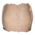Real Human Partial Cranial Vault – 104 g