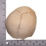 Real Human Partial Cranial Vault – 106 g