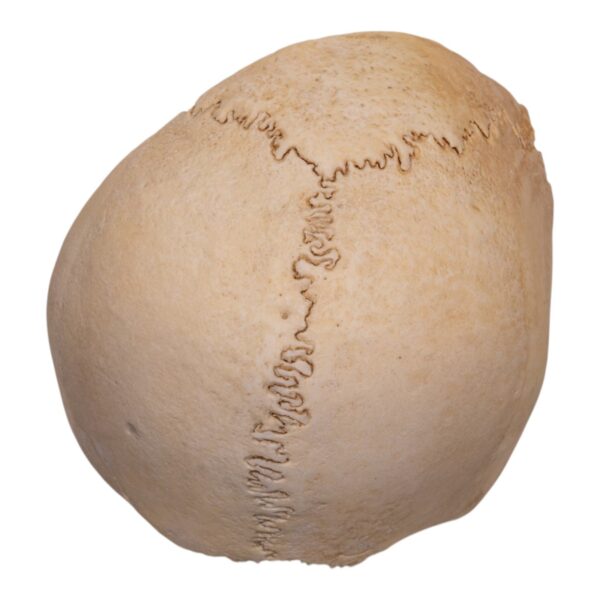 Real Human Partial Cranial Vault – 106 g