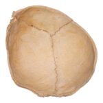 Real Human Partial Cranial Vault – 106 g