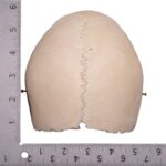 Real Human Partial Cranial Vault – 206 g