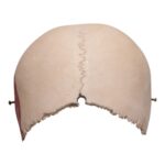 Real Human Partial Cranial Vault – 206 g
