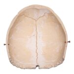 Real Human Partial Cranial Vault – 206 g