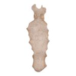 Real Human Partial Sternum