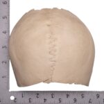 Real Human Partial Cranial Vault – 230 g