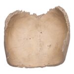Real Human Partial Cranial Vault – 230 g