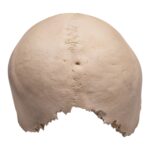 Real Human Partial Cranial Vault – 230 g