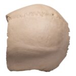 Real Human Partial Cranial Vault – 230 g