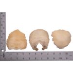 Real Human Child Occipital Bone