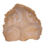Real Human Child Occipital Bone