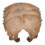 Real Human Child Occipital Bone