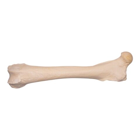 Real Grizzly Bear Femur
