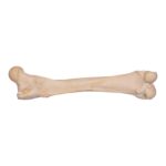 Real Grizzly Bear Femur