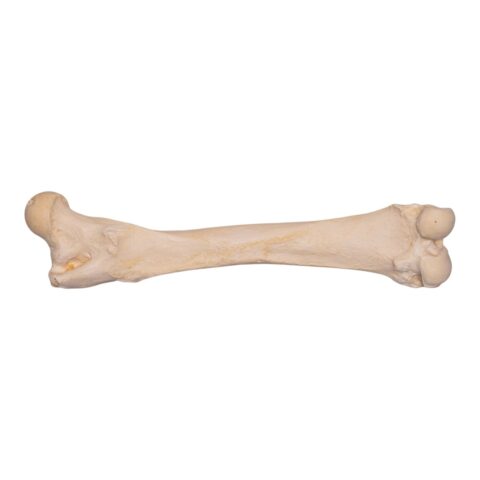 Real Grizzly Bear Femur
