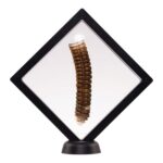 Real Rattlesnake Rattle