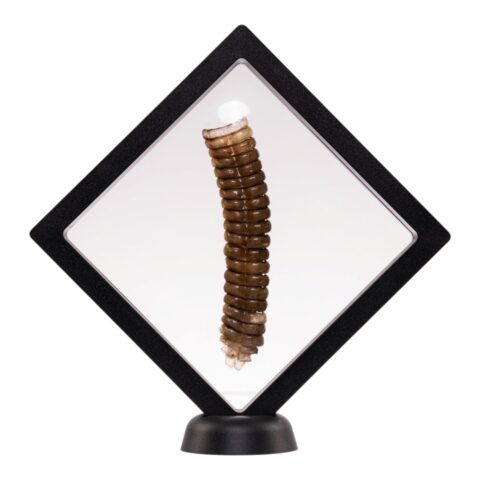 Real Rattlesnake Rattle
