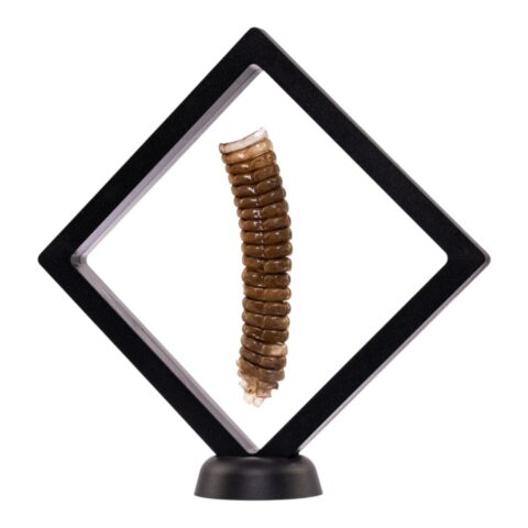 Real Rattlesnake Rattle