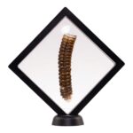 Real Rattlesnake Rattle