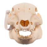 Real Potbellied Pig Skull