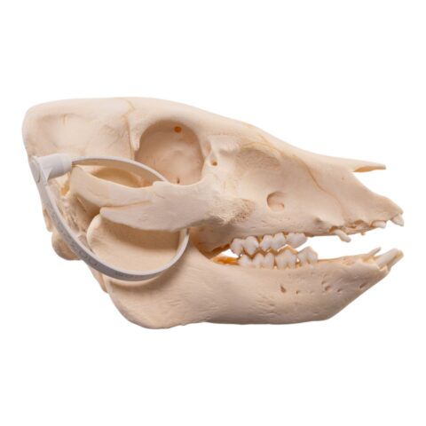 Real Potbellied Pig Skull