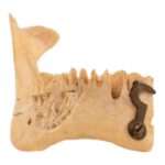Real Human Partial Mandible – Set of 3 – 74 g