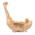 Real Human Mandible – Set of 3