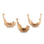 Real Human Mandible – Set of 3