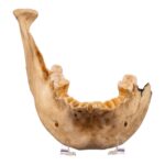 Real Human Mandible – Set of 3