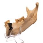 Real Human Mandible – Set of 3