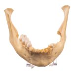Real Human Mandible – Set of 3