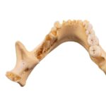 Real Human Mandible – Set of 3