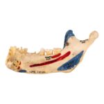 Real Human Partial Mandible – Painted